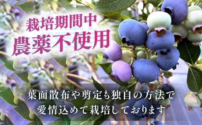 あいさいベリー ブルーベリー 冷凍果実 250g × 2パック 産地直送 腸活 美肌 愛西