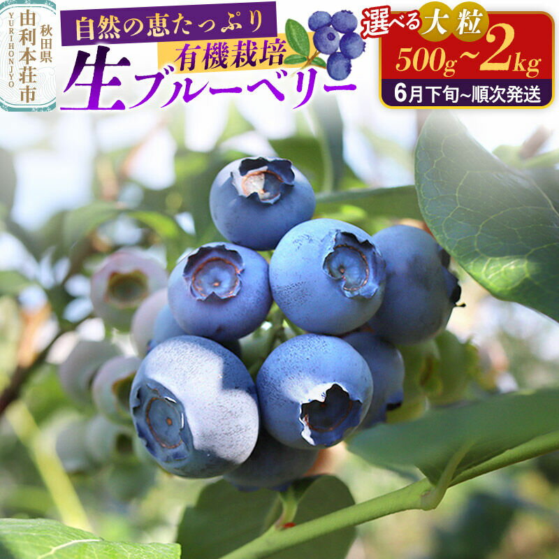 【ふるさと納税】《先行受付》田口農園 秋田県産 大粒 ブルーベリー 生【選べる内容量 500g〜2kg】【6月下旬から順次発送】 [ブルーベリー 有機栽培 生 新鮮 安心 安全 大粒 甘い あまい おいしい 美味い 自慢 機能性食品 リピーター多い]