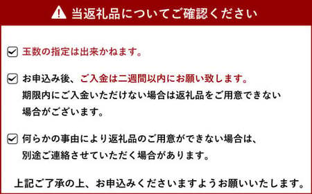 【先行予約】不知火 約5kg（15～22玉）【ひがし果樹園】【2025年3月上旬～4月下旬発送予定】柑橘 果物