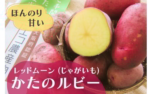 ほのかに甘い かたのルビー (レッドムーン・じゃがいも) 4kg｜野菜 いも じゃがいも 交野市 甘い 赤い皮 産地直送 採れたて 新鮮 [0200]