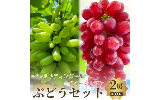 おすすめ感謝セット　クイーンセブン+ゴールドフィンガー　2房セット [№5385-0502]