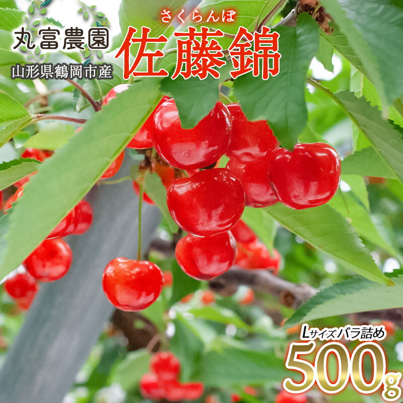 【ふるさと納税】【令和8年産先行予約】さくらんぼ 佐藤錦 Lサイズ バラ詰め500g 山形県鶴岡産　丸富農園