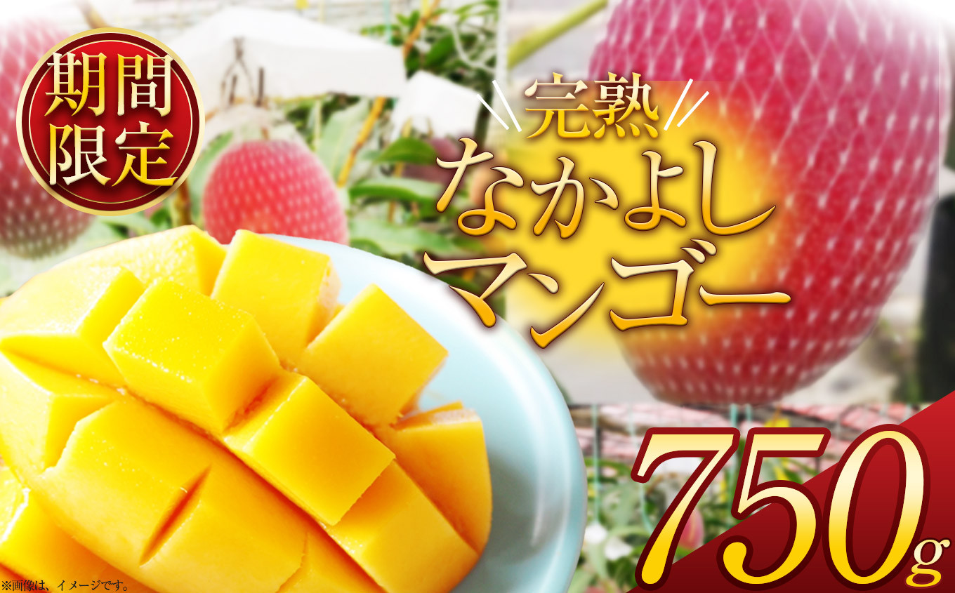 
            【先着順】【2025年夏先行予約受付】【期間限定】完売必須！完熟なかよしマンゴー 約750g | 完熟 先行予約 先着順 期間限定 マンゴー トロピカル 太陽 甘さ 贈答用 ギフト 大粒 新鮮 甘い 美味しい 果物 ご褒美 フルーツ 豪華 贅沢 数量限定 フルーツ デザート 栃木県 那珂川町 送料無料 
          