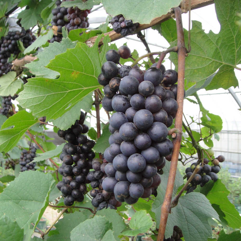 【ふるさと納税】ワイン用 ブドウ苗(ガメイ)6号鉢入り 2〜3年生 大苗 樹高60cm前後 苗 苗木 果樹 / ぶどう ぶどう苗木 葡萄 ぶどうの木 庭木 植木 ガーデニング 熊本県 菊陽町 木 ツリー ガメイ ワイン ボジョレー ボジョレー・ヌーヴォ【Herb＆Rose】[BHCQ005]