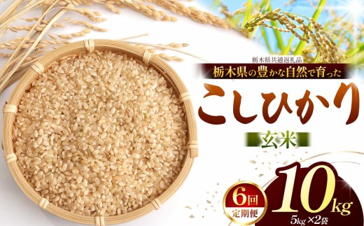 【先行予約】【定期6回】こしひかり（玄米）約 10kg 栃木県共通返礼品｜コシヒカリ 米 玄米 おいしい お米 こめ おこめ  国産 ごはん ご飯  米 おこめ 限定 ランキング 人気  ふるさと 納税 栃木県 那珂川町 送料無料