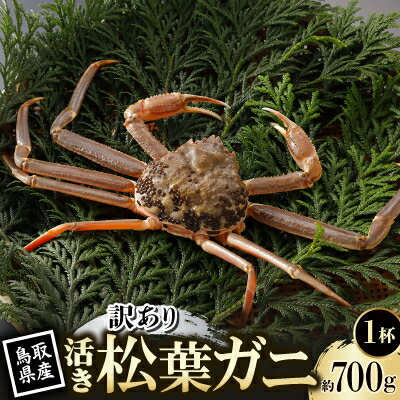 【ふるさと納税】【先行予約】鳥取県産 訳あり 活 松葉がに 700g×1杯(中村商店)2026年11月発送【配送不可地域：離島・北海道・沖縄県・東北・信越、北陸】【1653961】