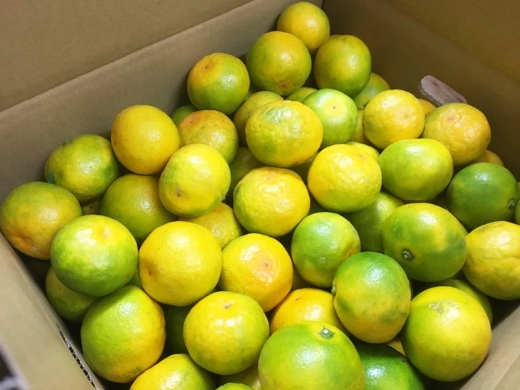 紀州和歌山有田産ゆら早生みかん 10kg