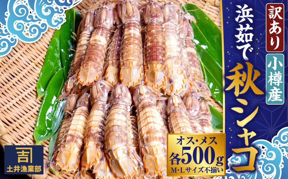 
            【訳あり】北海道小樽産 漁師直送 浜茹で秋シャコ(冷凍) オス・メス 各500g (各12匹～) [M・Lサイズ不揃い・傷あり・規格外] 【2025年12月下旬発送予定】
          