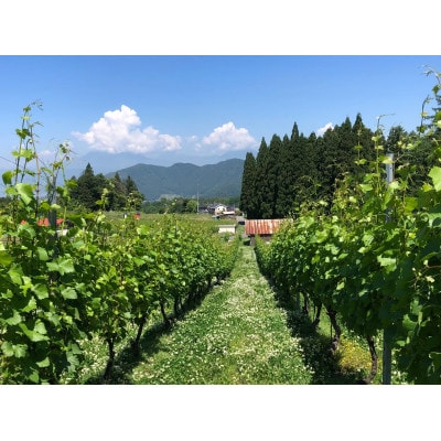高山村 大内ヴィンヤーズ白ワイン2本セット(シャルドネ、ソーヴィニヨン・ブラン)【配送不可地域：離島】【1732943】