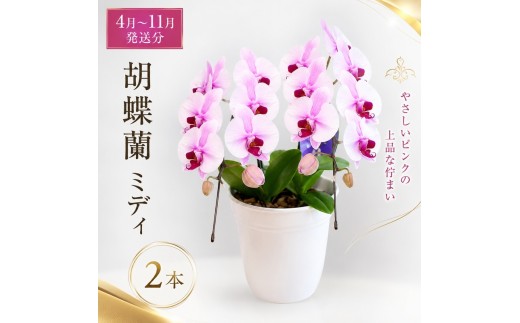 
                  【4月～11月発送分】胡蝶蘭ミディ　2本
                