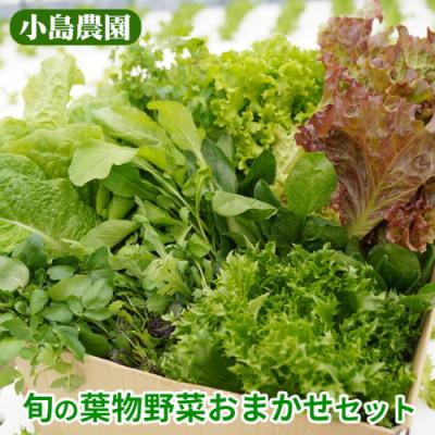 ふるさと納税 亀岡市 新鮮 旬の葉物野菜セット 7種詰め合わせ《小島農園》
