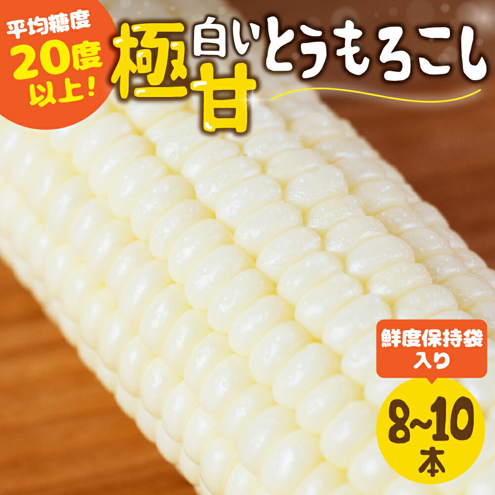 【ふるさと納税】《先行予約》高評価 平均糖度20以上 白い極甘とうもろこし 8本～10本 発送時期が選べる 朝採り 人気 甘い 簡単調理 まるで フルーツ 送料無料 高レビュー 数量限定 2025年 先行予約