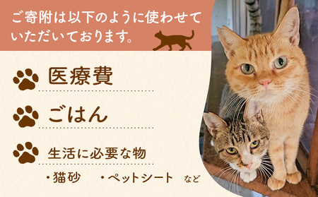 【返礼品なし】保護猫支援寄附 5,000円 一般社団法人オープンセサミアライブ 熊本県 南阿蘇村 保護猫 支援 猫 ネコ ねこ 生活支援 動物愛護 保護 返礼品なし 寄附 牧場 オープンセサミ アニマ