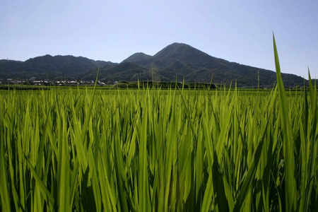 ヒノヒカリ5kgと黒米200gセット(奈良県香芝市産) ｜ヒノヒカリ 5kg 黒米200g 奈良県香芝市産 [3253]