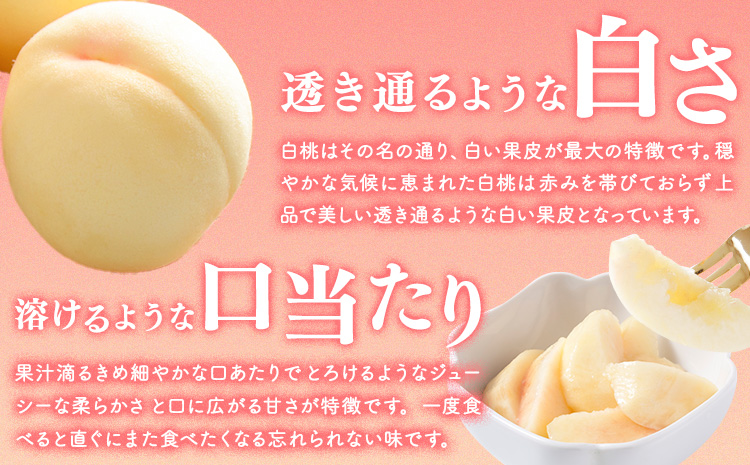 【2026年先行予約】詰合 白桃 1玉220g以上 2玉・ニューピオーネ 1房480g以上 2房 化粧箱入り 株式会社山博(中本青果)《2026年7月下旬-8月中旬頃出荷》岡山県 浅口市 ぶどう フル