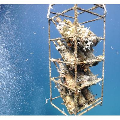 ふるさと納税 瀬戸内町 tlass-2025 2nd Edition-海底熟成前後飲み比べ白ワイン |  | 01