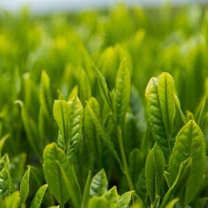【一保堂茶舗】新茶中缶・極上ほうじ茶紙筒セット