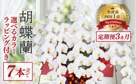
                  【定期便3ヶ月】 胡蝶蘭 7本立て 白 ピンク 訳あり 花 はな お花 日付指定 記念日 お祝い プレゼント ギフト 贈答 贈り物 選べる カラー ラッピング 鉢花 鉢植え 洋蘭 洋ラン 冠婚葬祭 蘭 らん 新築祝い 豪華 華 華やか はなやか 敬老 誕生日 人気 ランキング おいわい 開店祝い 開業祝い こちょうらん きねんび 四国 生産数 一位 1位 いちい ふるさと納税 大輪 産地直送
                