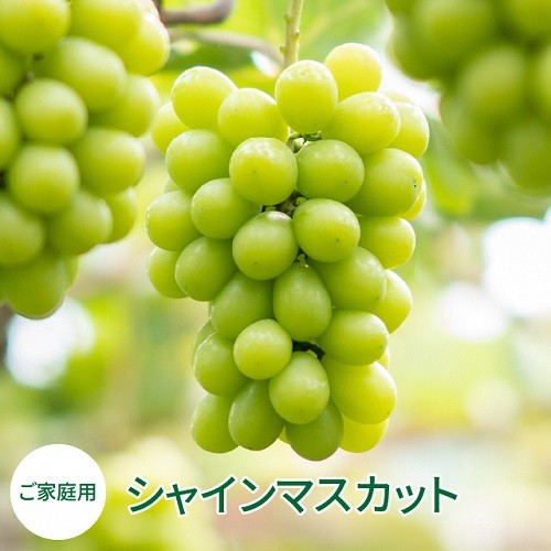 
                  【2026年発送】 シャインマスカット 家庭用 ２房 約1kg １房約500g 種なし ぶどう 果物 送料無料 産地直送 ＜９月中旬頃から発送開始＞ 山-2
                