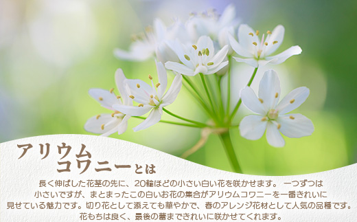 【先行受付】【1月～3月発送】アリウムコワニー 15本～20本 徳島県 那賀町産【相生の花 生花 お花 花束 生け花 華道 生産者直送 プレゼント 贈り物 フラワーアレンジメント インテリア ドライフ