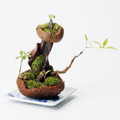 ふるさと納税 豊川市 苔盆景　苔盆栽　森の秘境 |  | 03