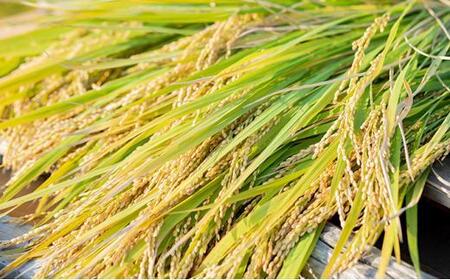 【先行予約】令和7年産 石原果樹園の備前乙女米 白米 10kg ( 5kg×2袋 ） お米 精米 白米 ライス 乳酸菌栽培 岡山県