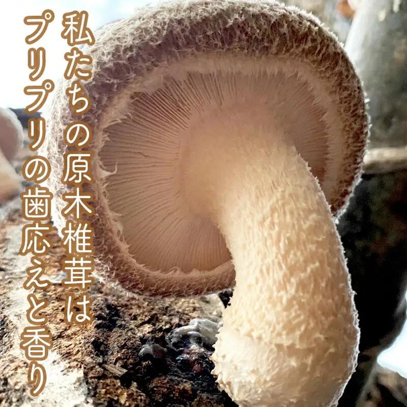 小田原の里山で湧水を贅沢に使って育てた原木生椎茸(300g×2パック)【野菜 きのこ キノコ 茸 シイタケ しいたけ 贈答用 ご家庭で 原木栽培 おすそ分け 神奈川県 小田原市 シイタケ】
