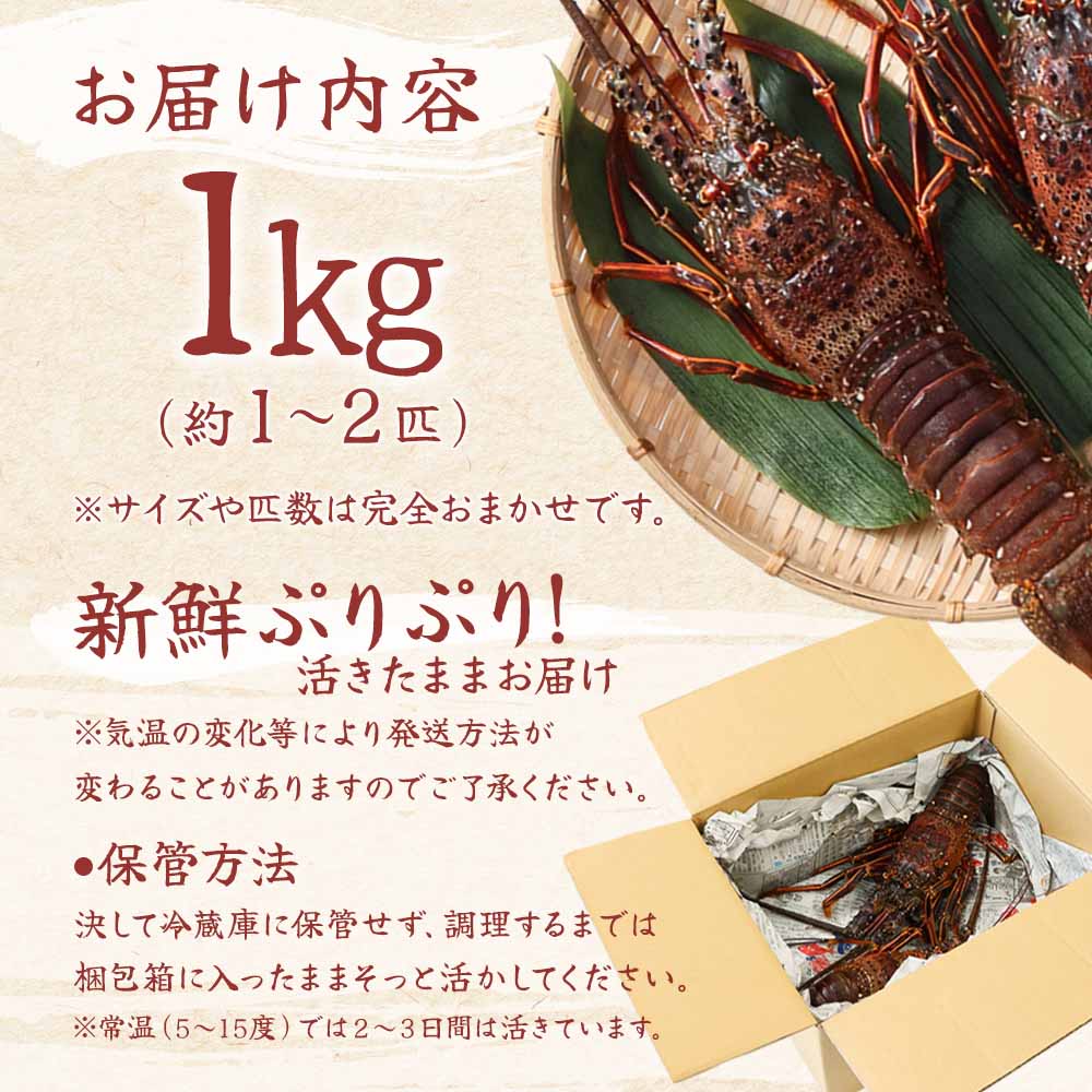 天然伊勢海老１kg（サイズ・匹数おまかせ）甲殻類 エビ アウトドア キャンプ 海鮮BBQ伊勢海老１kg（サイズ・匹数おまかせ）お祝いアウトドアキャンプBBQ【R00625】