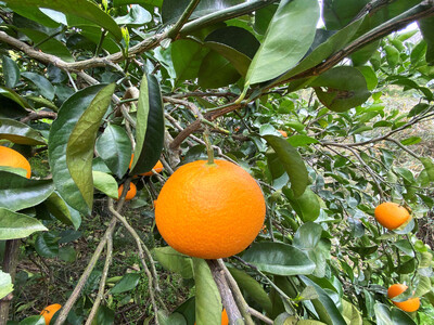 2箱セット ちょっと 傷あり 木成完熟 紅はっさく 2L ～ M ( 4玉 ～ 6玉 ) 手さげ箱 【2026年4月上旬～発送】