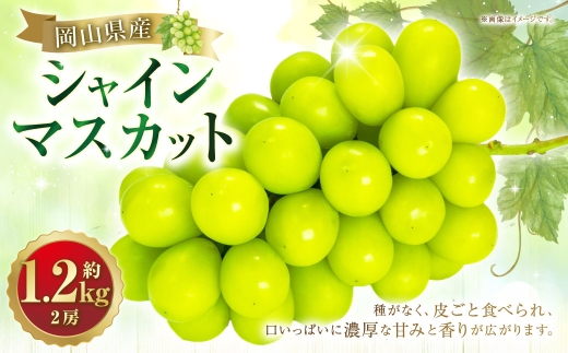 シャインマスカット 2房 約1.2kg マスカット 葡萄 くだもの 果物 フルーツ 果実 ぶどう ブドウ 皮ごと 種無し ギフト 贈答 贈り物 果汁 国産 岡山県産 【 2026年10月下旬～11月下旬発送予定 】