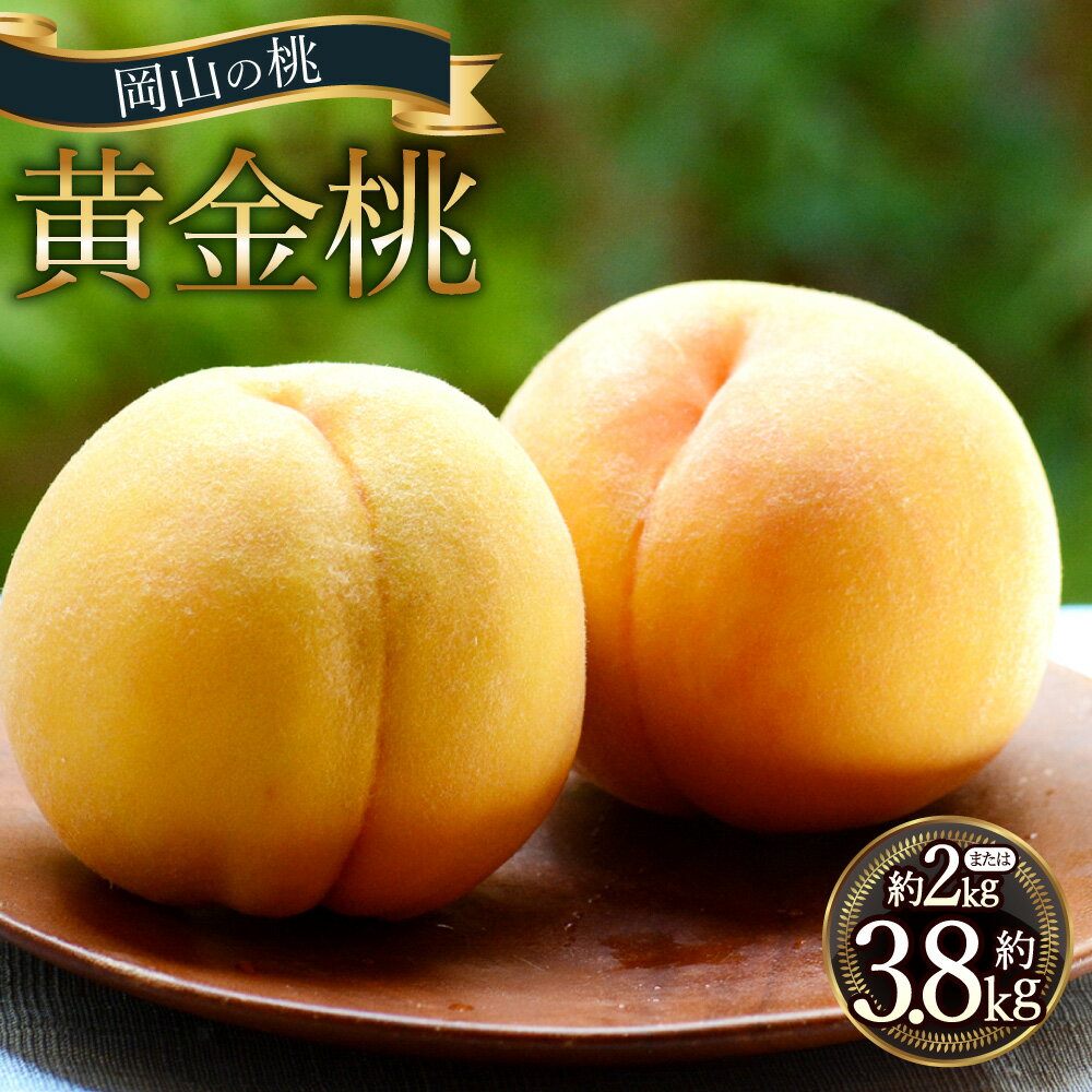 【ふるさと納税】＜選べる内容量＞岡山の桃 黄金桃 5～7玉（約2kg） / 9～13玉（約3.8kg） 桃 もも モモ フルーツ くだもの 果物 果実 デザート 冷蔵 岡山県産 国産 岡山県 倉敷市 送料無料 【2026年9月発送予定】