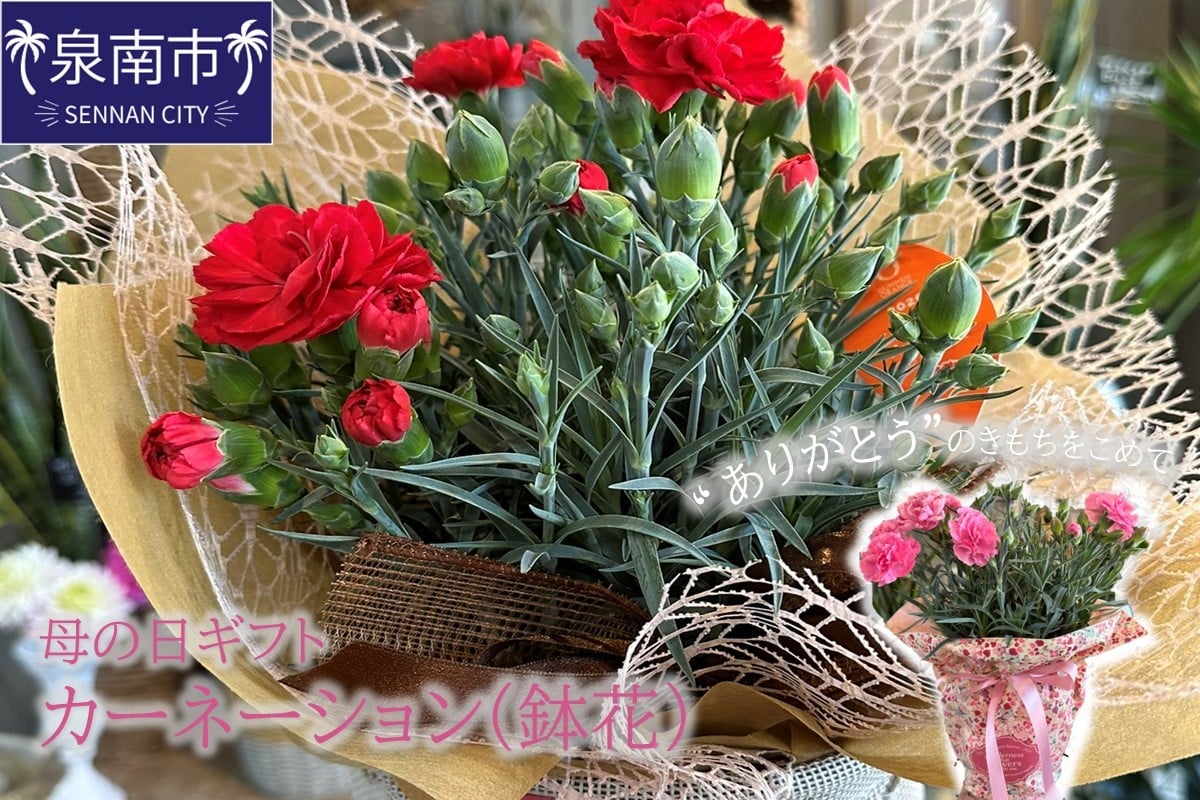 
            【母の日ギフト】お母さんへのプレゼントに！カーネーション（鉢花）【配送不可地域：北海道・東北・九州・沖縄・離島】【009D-054】
          