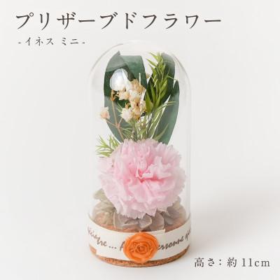ふるさと納税 羽島市 プリザーブドフラワー ガラスドーム型アレンジ 【イネス ミニ(ライトピンク)】