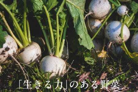 【毎月定期便】しあわせ野菜畑の有機野菜　Mセット（安心の有機JAS認証　旬のオーガニック野菜　農場直送便）全6回　6714