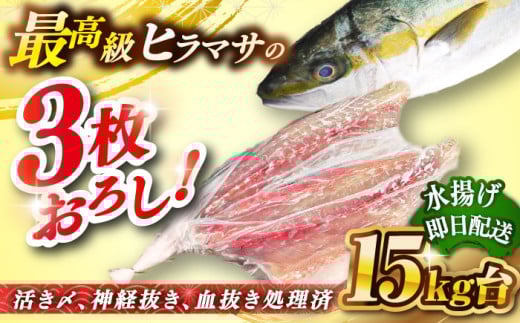 壱岐島産天然ヒラマサ（15キロ台・三枚おろし） 《壱岐市》【壱岐島　玄海屋】[JBS084] ヒラマサ 魚 刺身 煮物 カルパッチョ お寿司   51万 500000 500000円 50万円