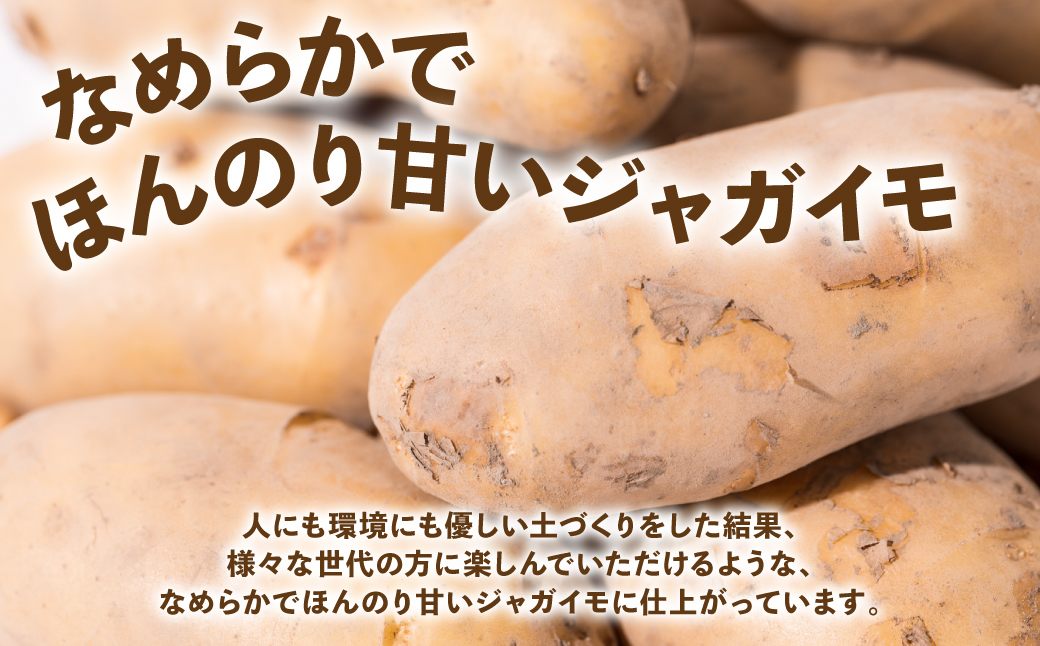 【先行予約】 熊本県八代市産 潮風薫る新じゃがいも (メークイン) 10kg 野菜 芋 いも 国産 熊本県 八代市 九州 農作物 【2025年6月上旬より順次発送】