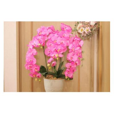 ふるさと納税 北上市 【空気をキレイにする】胡蝶蘭5本立て　器付き(ピンク)