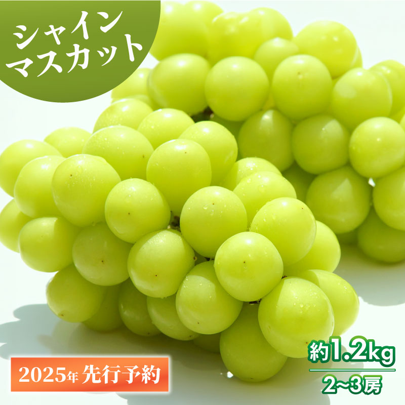 シャインマスカット 約1.2kg 2～3房 【 数量限定 シャインマスカット シャイン マスカット 果物 くだもの フルーツ 葡萄 ブドウ ぶどう 髙橋農園 新潟県 新発田市 】