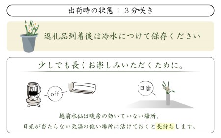 【先行予約】 お花 ギフト 越前水仙 3枚葉 高さ40～60cm × 50本（生花・切花）ご贈答用にも大変喜ばれます【花 水仙 福井県産】 【2024年12月上旬以降順次発送】 [e39-a017]