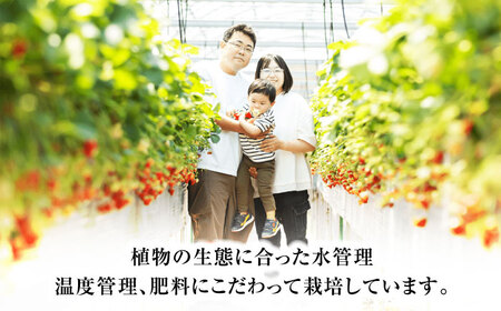 いちご 【3回定期便】 大粒 いちご [ANFX004] いちご