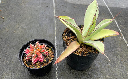 ギムノカリキウム ミハノビッチ ＆ アガベ グアダラハラナ 各1株 Gymnocalycium mihanovichii＆ Agave guadalajarana 長与町/アグリューム[EAI242]