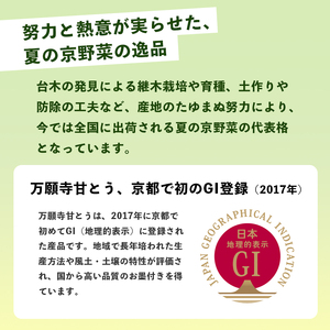 万願寺甘とう 秀品 1kg 【 京野菜 万願寺 とうがらし 】