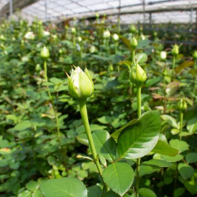 ふるさと納税 下関市 バラの花束定期便 年6回 奇数月 バラ 花束 誕生日 記念日 ギフト下関 山口 JI003-B |  | 01