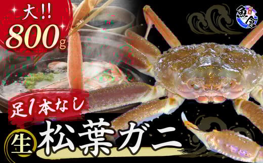 【魚倉】足１本なし生松葉ガニ（大800g） 訳あり 松葉ガニ カニ ズワイガニ カニ爪 冷蔵 かにしゃぶ カニ刺身 国産 わけあり 足欠け 足かけ 鮮度抜群 鳥取県 倉吉市