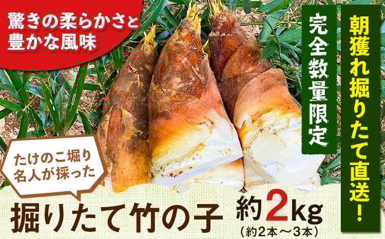 
            【2026年3月先行予約】熊本県 御船町 掘りたて たけのこ 2kg タケノコ 竹の子 冷蔵 ギフト グルメ 野菜 お祝い 春 筍《2026年3月上旬-4月下旬頃出荷》 有限会社ニシムラ st-p
          