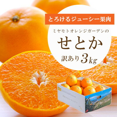 【ふるさと納税】【2026年2月以降発送】とろける濃厚柑橘 せとか3kg 愛媛県八幡浜産【訳あり】【C25-134】_ みかん ミカン 蜜柑 柑橘類 柑橘 フルーツ 果物 くだもの 愛媛県 八幡浜市 人気 美味しい ふるさと 【1128816】