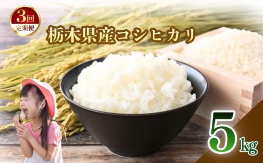 【定期便3回】矢板市特別栽培米 こしひかり 白米 5kg | お米 米 こめ 白米  コシヒカリ こしひかり 美味しい お弁当 選べる ふるさと 納税 栃木県 矢板市