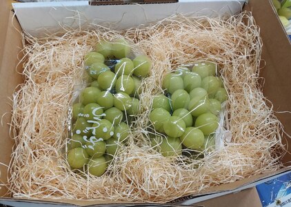 贈答用 シャインマスカット 2房 1.4kg ～ 1.5kg 9月上旬発送 種なし マスカット 葡萄 ぶどう ブドウ くだもの 果物 果実 フルーツ 旬 新鮮 先行予約 数量限定 産地直送 農家直送 