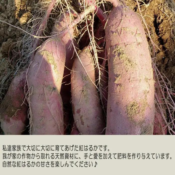 紅はるか20kg No.413