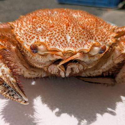 ふるさと納税 八雲町 噴火湾産毛ガニ　300g前後×2尾 |  | 02